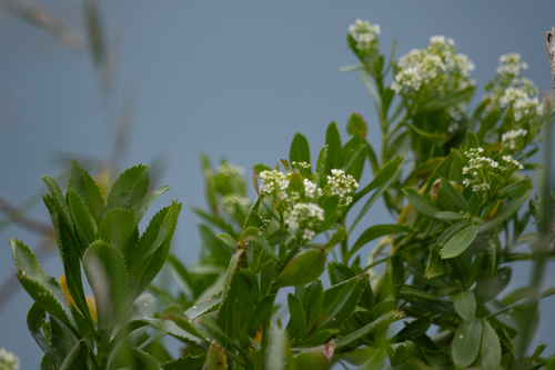 Cook's Scurvy Grass (Lepidium oleraceum)