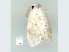 Niphopyralis chionesis