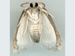Niphopyralis