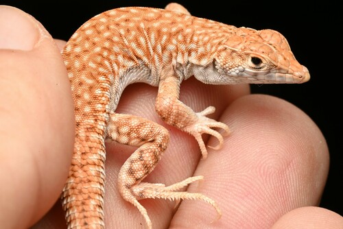 Hardy’s Fringe-fingered Lizard, Acanthodactylus hardyi