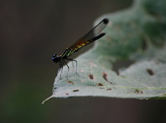 Libellago lineata