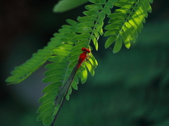 Pseudagrion pilidorsum declaratum