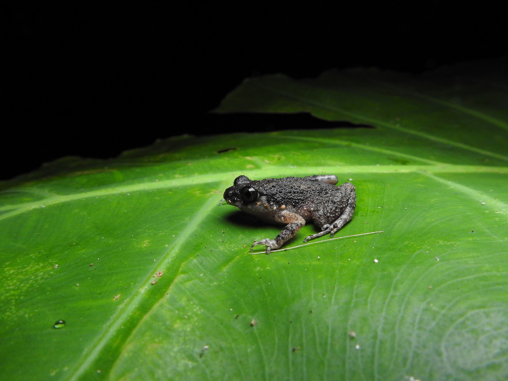 Big-Eyed Litter Frog