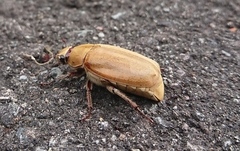 Melolontha japonica