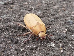 Melolontha japonica