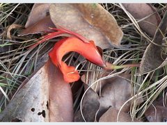 Erythrina vespertilio