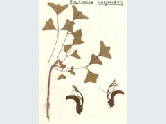 Erythrina vespertilio