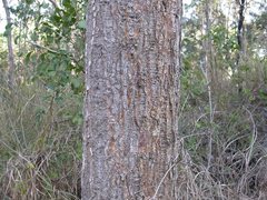 Erythrina vespertilio