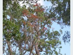 Erythrina vespertilio