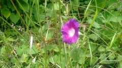 Ipomoea orizabensis