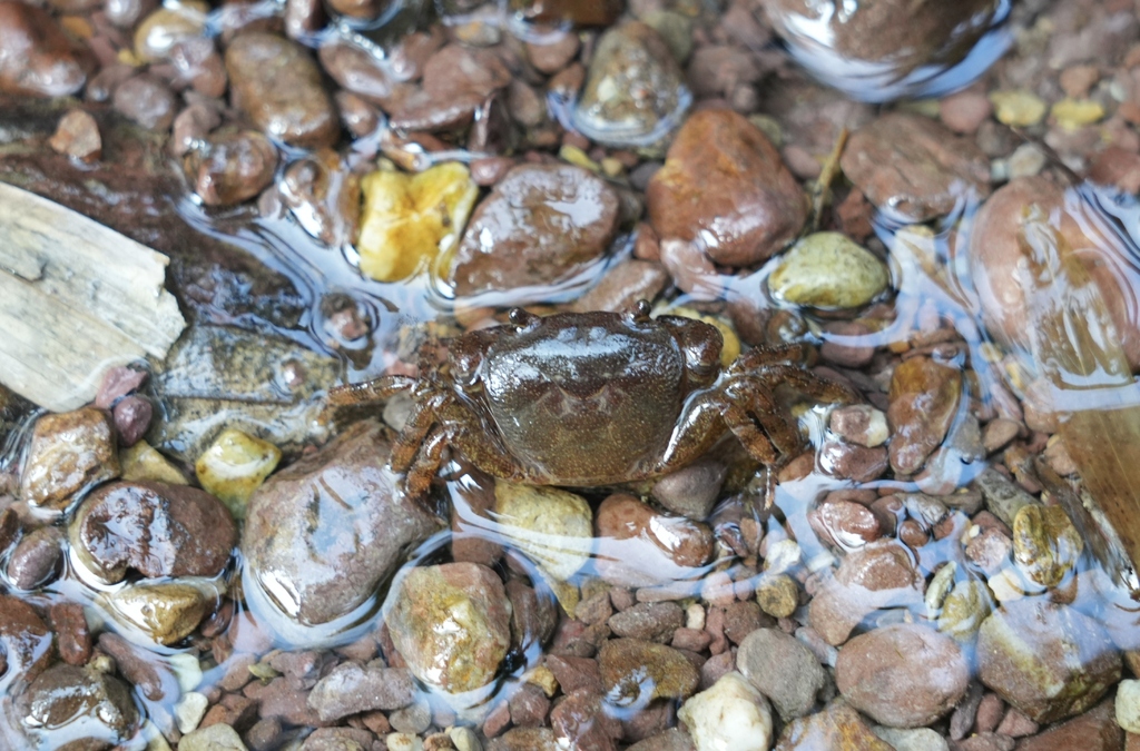 Tenuilapotamon inflexum