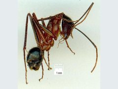 Camponotus confusus