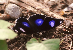 Hypolimnas bolina