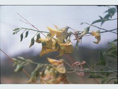 Crotalaria laburnifolia