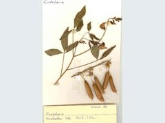 Crotalaria laburnifolia