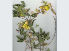 Crotalaria laburnifolia