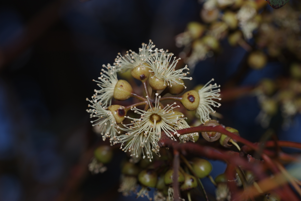 Eucalyptus opimiflora D.Nicolle & M.E.French