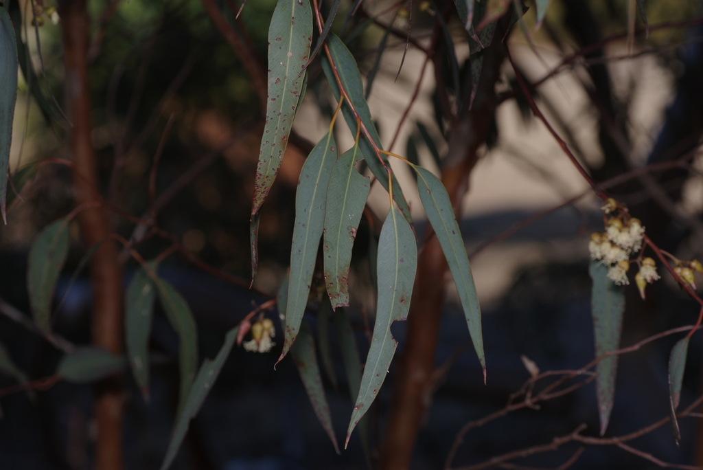 Eucalyptus opimiflora D.Nicolle & M.E.French 2