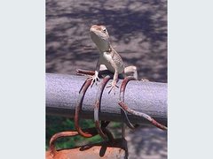 Diporiphora australis