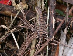 Diporiphora australis