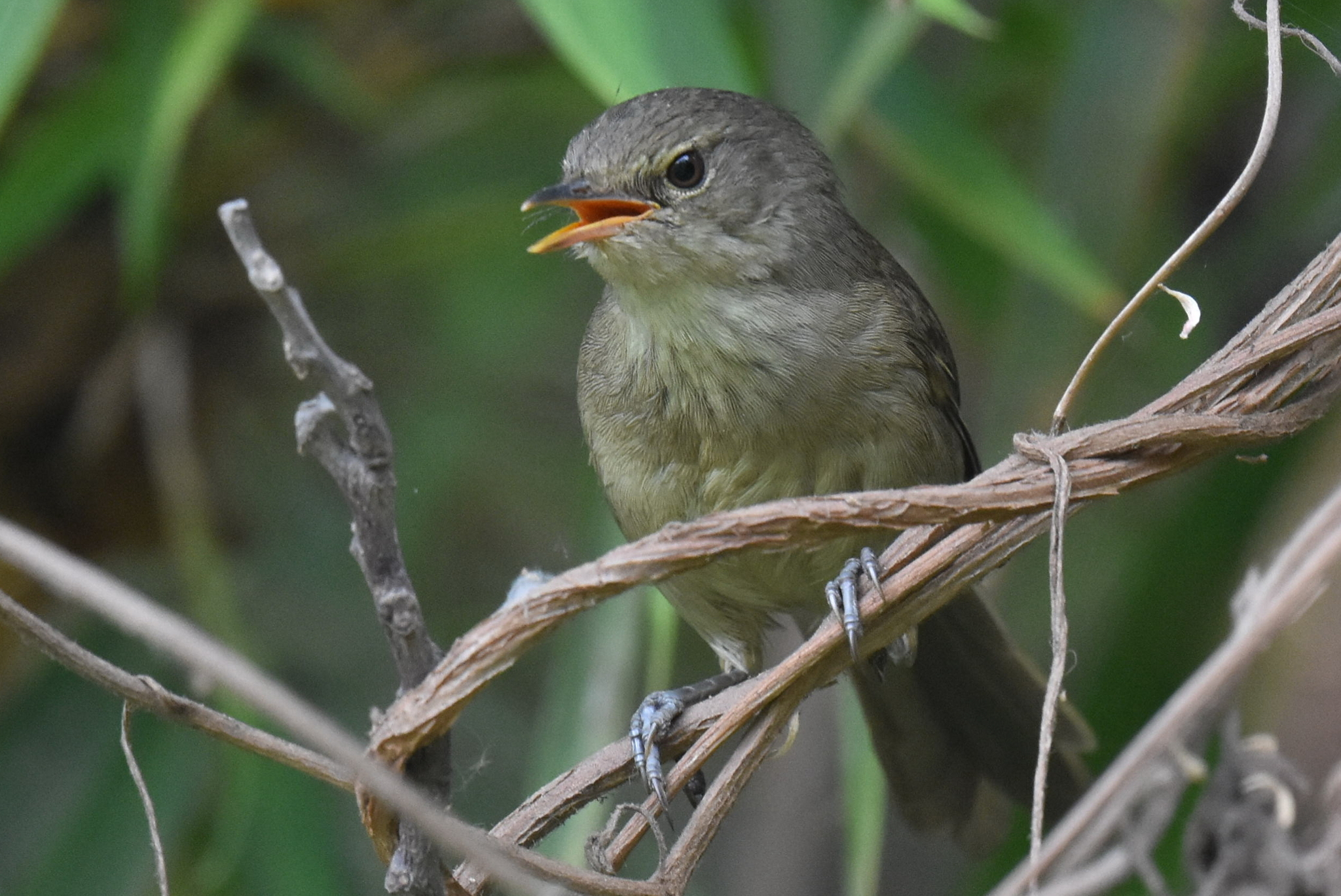 Madagascar Swamp Warbler (Acrocephalus newtoni), photo 1