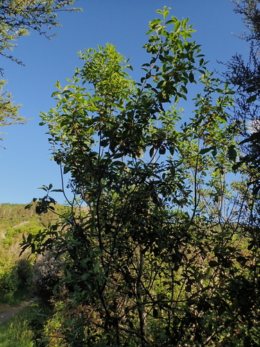 Image of Pittosporum colensoi by (c) Benjamin Lavin, some rights reserved (CC BY)