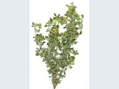 Crotalaria medicaginea