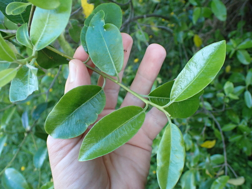 Image of Pittosporum colensoi by (c) Benjamin Lavin, some rights reserved (CC BY)