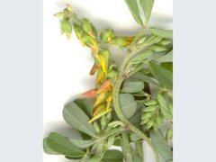 Crotalaria medicaginea