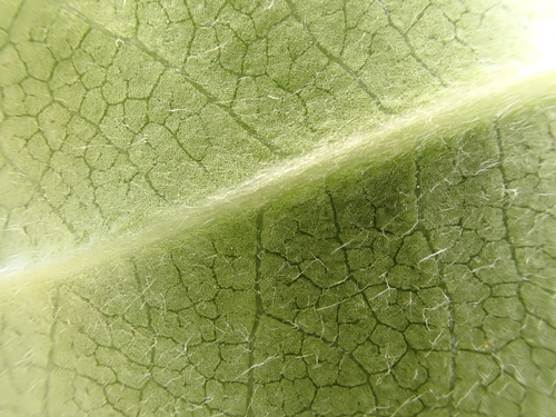 Image of Pittosporum colensoi by (c) Benjamin Lavin, some rights reserved (CC BY)