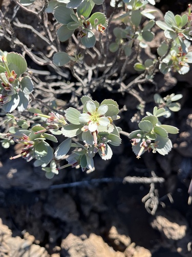 Geranium cuneatum observed 2024-06-23