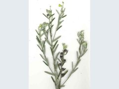 Crotalaria linifolia