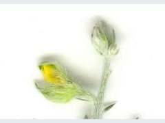 Crotalaria linifolia
