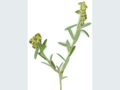 Crotalaria linifolia