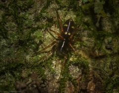 Euasteron monteithorum