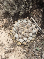 Ariocarpus retusus retusus