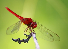 Crocothemis servilia
