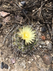 Coryphantha delicata