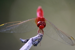 Crocothemis servilia