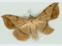 Anticarsia irrorata