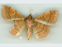 Anticarsia irrorata