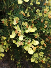 Calceolaria buchtieniana
