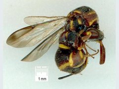 Leucospis