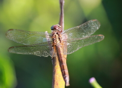 Crocothemis servilia