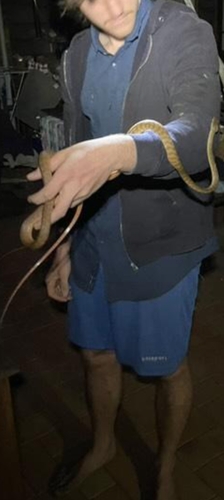Brown Tree Snake sighting