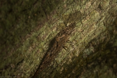 Nesomachilis