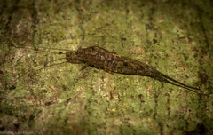 Nesomachilis