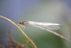 Pseudagrion pilidorsum declaratum