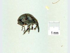 Nanophyinae