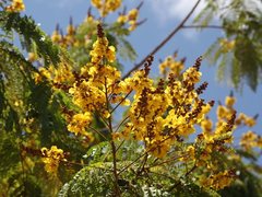 Peltophorum pterocarpum